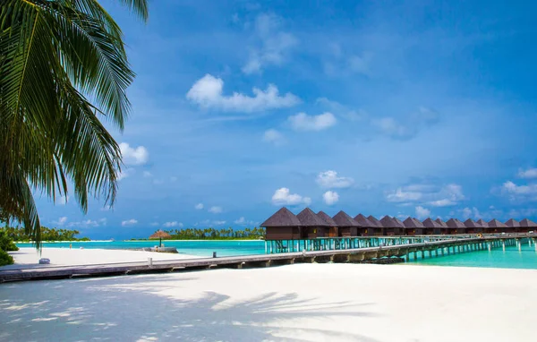 Maldivler Birkaç Palmiye Ağacı Mavi Lagünü Olan Tropik Plaj — Stok fotoğraf