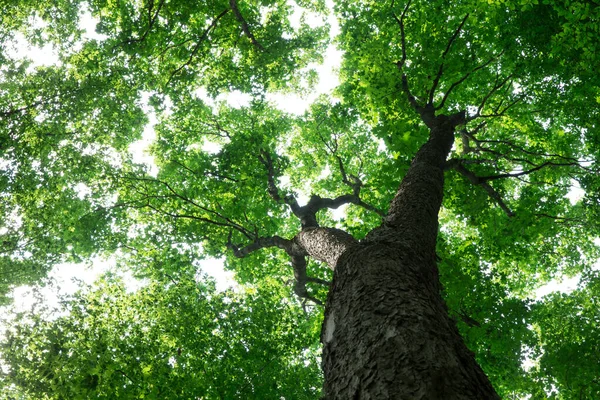 Forest Trees Nature Green Wood Sunlight Backgrounds — Stock Photo, Image