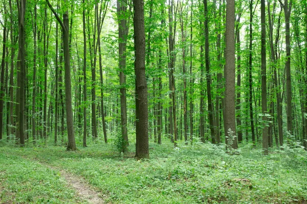 Yeşil Orman Ağaçları Doğa Yeşil Ahşap Güneş Işığı Arka Planı — Stok fotoğraf