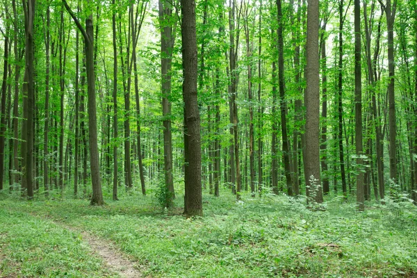 Gröna Skogsträd Natur Grönt Trä Solljus Bakgrunder — Stockfoto