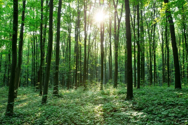 Green Forest Trees Nature Green Wood Sunlight Backgrounds — Stock Photo, Image
