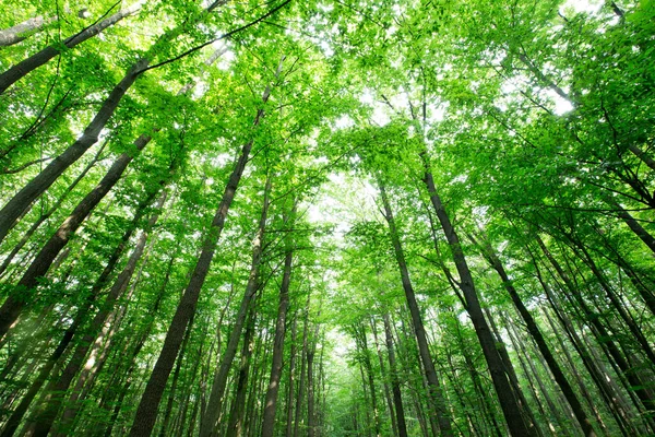 Δέντρα Δάσους Φυσικό Πράσινο Φόντο Φως Του Ήλιου Ξύλο — Φωτογραφία Αρχείου