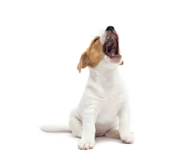 Jack Russell Terrier Puppy Isolated White Background Royalty Free Stock Photos