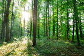 Zöld Erdőfák. természet zöld fa napfény hátterek