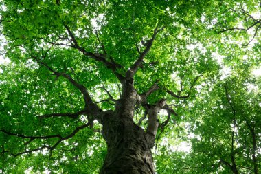 Orman ağaçları. doğa yeşil ahşap güneş ışığı arka planı