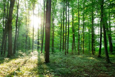 Yeşil orman ağaçları. doğa yeşil ahşap güneş ışığı arka planı
