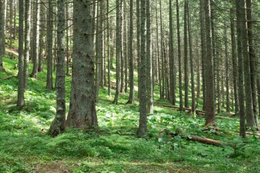 Yeşil orman ağaçları. doğa yeşil ahşap güneş ışığı arka planı