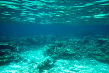 Kopya alanı olan sakin sualtı sahnesi