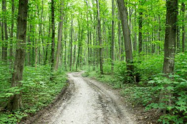 Yeşil orman ağaçları. doğa yeşil ahşap güneş ışığı arka planı