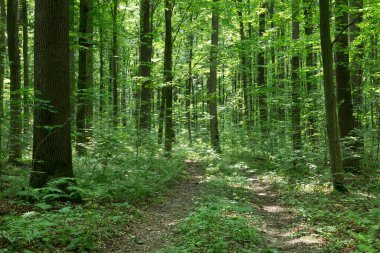 Yeşil orman ağaçları. doğa yeşil ahşap güneş ışığı arka planı