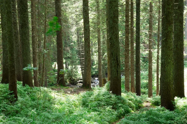 Grüne Waldbäume Natur Grün Holz Sonnenlicht Hintergründe — Stockfoto