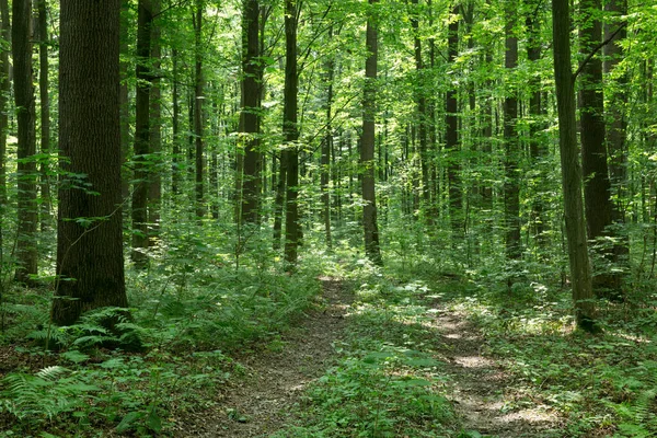 Gröna Skogsträd Natur Grönt Trä Solljus Bakgrunder — Stockfoto