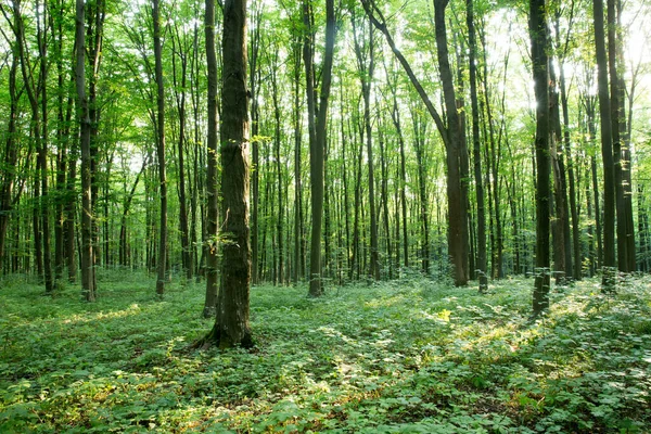 Grüne Waldbäume Natur Grün Holz Sonnenlicht Hintergründe — Stockfoto
