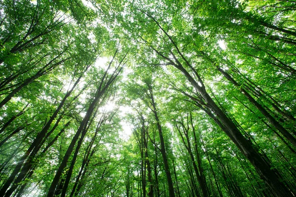 Árboles Forestales Naturaleza Madera Verde Luz Del Sol Fondos —  Fotos de Stock