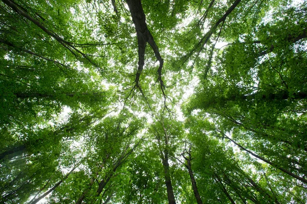 Gröna Skogsträd Natur Grönt Trä Solljus Bakgrunder — Stockfoto