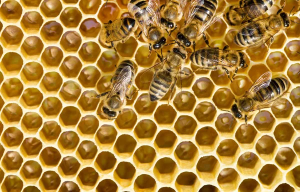 Abeilles Essaim Sur Honeycom — Photo