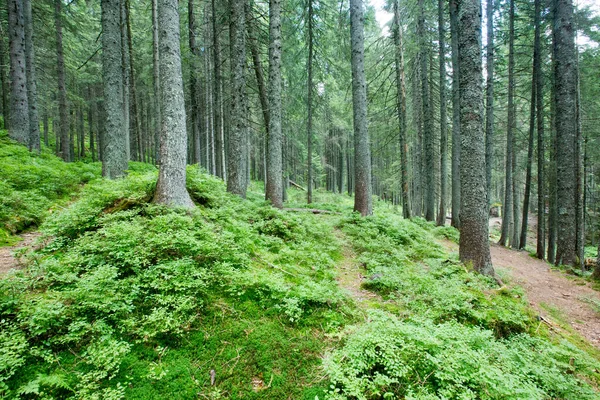 Zielone Drzewa Leśne Natura Zielone Drewno Sunlight Tła — Zdjęcie stockowe