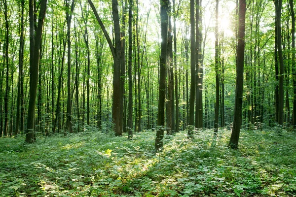 Groene Bos Bomen Natuur Groen Hout Zonlicht Achtergronden — Stockfoto