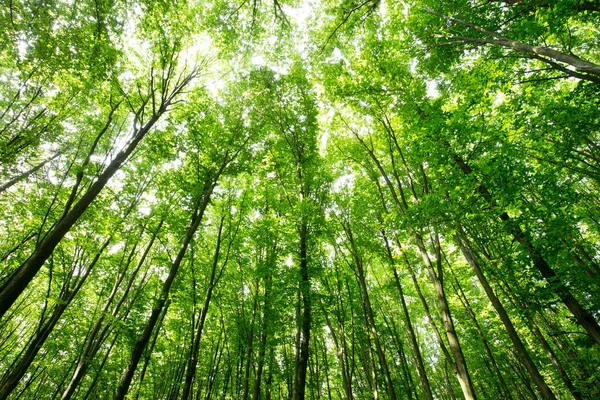 Zelené Lesní Stromy Příroda Zelené Dřevo Slunce Pozadí — Stock fotografie