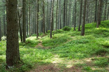 Yeşil orman ağaçları. doğa yeşil ahşap güneş ışığı arka planı