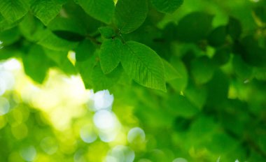 Güneşli bir günde yeşil yapraklar