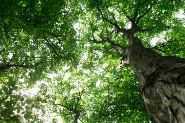 Orman ağaçları. doğa yeşil ahşap güneş ışığı arka planı