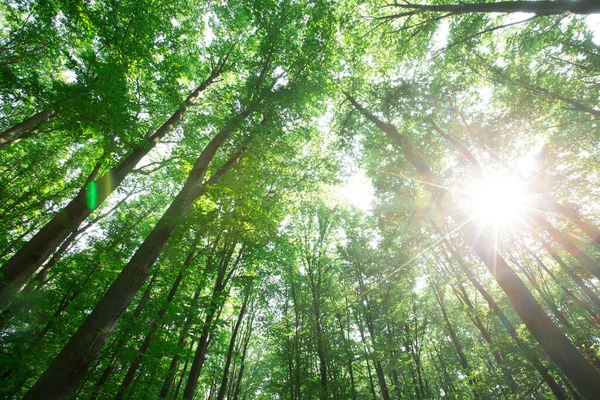 Зеленые Деревья Леса Природа Зеленая Древесина Солнечный Свет Фон — стоковое фото
