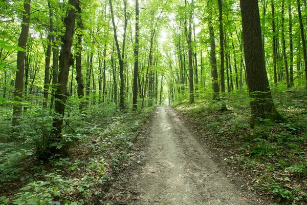 Groene Bos Bomen Natuur Groen Hout Zonlicht Achtergronden — Stockfoto