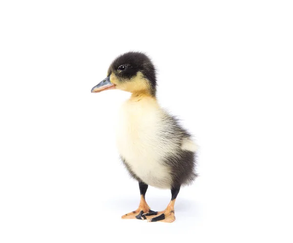 Söt Liten Nyfödd Fluffig Ankunge Ung Anka Isolerad Vit Bakgrund — Stockfoto