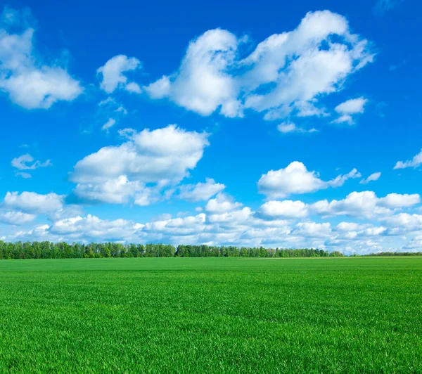 Campo Grama Céu Perfeito — Fotografia de Stock