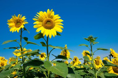 Bulutlu mavi gökyüzü olan ayçiçeği tarlası