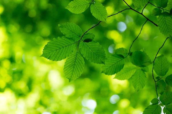 Grüne Blätter Hintergrund Sonnigem Tag — Stockfoto