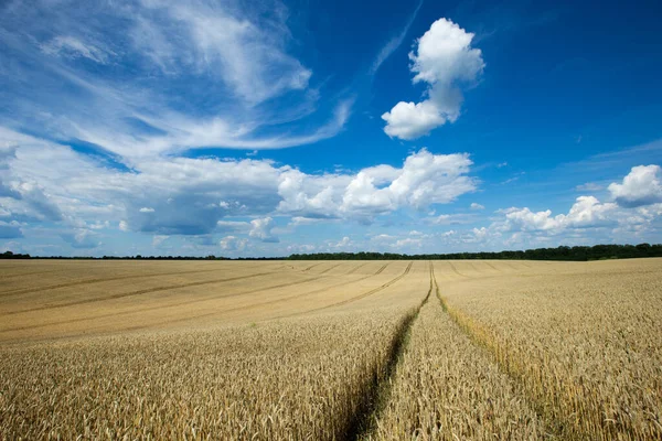 Golden Wheat Field Sunny Day — Stock Photo, Image