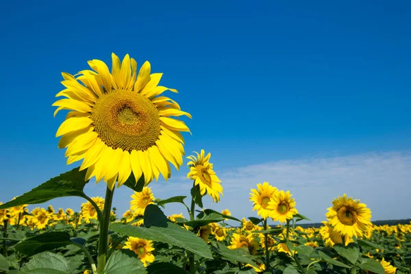 Sunflower Field Cloudy Blue Sky — Stock Photo, Image