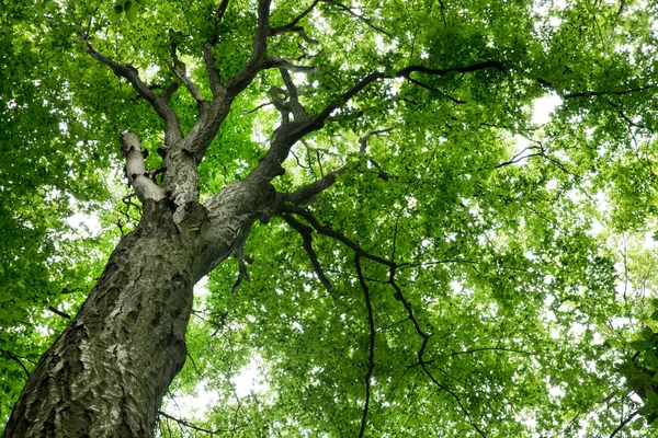 Lesní Stromy Příroda Zelené Dřevo Slunce Pozadí — Stock fotografie