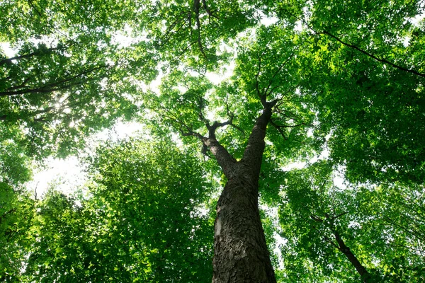 森の木 緑の木漏れ日の背景 — ストック写真