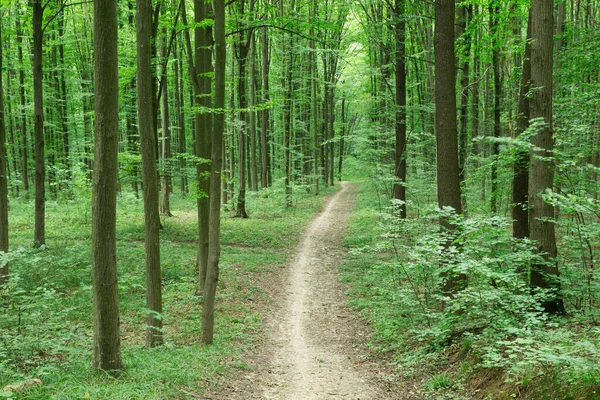 Gröna Skogsträd Natur Grönt Trä Solljus Bakgrunder — Stockfoto