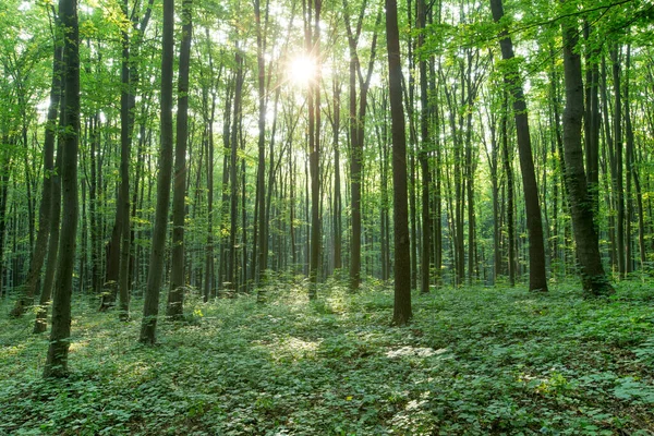 Groene Bos Bomen Natuur Groen Hout Zonlicht Achtergronden — Stockfoto