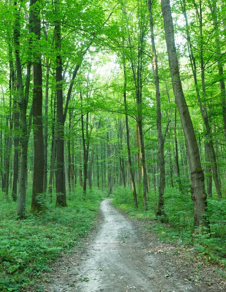 Groene Bos Bomen Natuur Groen Hout Zonlicht Achtergronden — Stockfoto