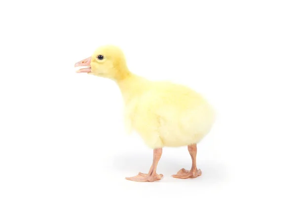 Cute Little Newborn Fluffy Duckling One Young Duck Isolated White — Stock Photo, Image