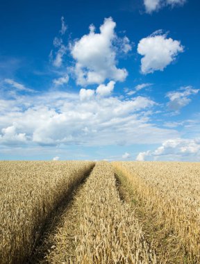 Altın buğday tarlası ve güneşli gün
