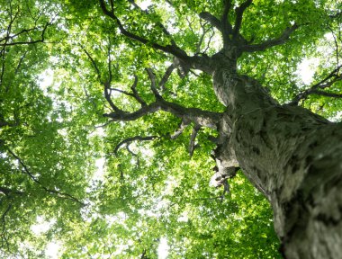 Orman ağaçları. doğa yeşil ahşap güneş ışığı arka planı