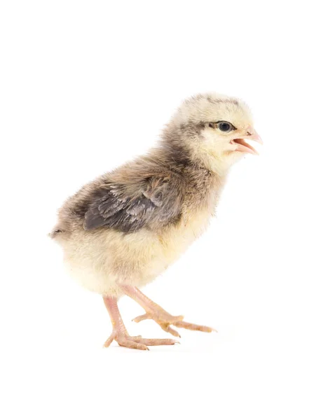 Mały Kurczak Izolowany Białym — Zdjęcie stockowe