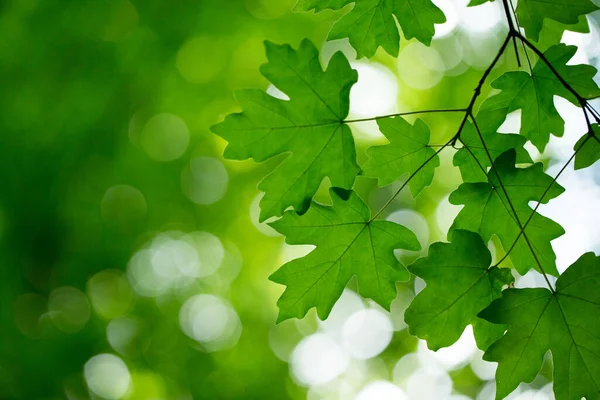 Folhas Verdes Fundo Dia Ensolarado — Fotografia de Stock