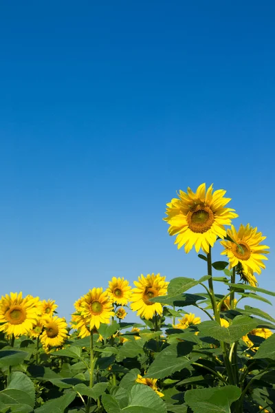 Sunflower Field Cloudy Blue Sky — Stock Photo, Image