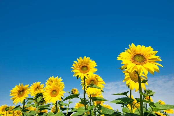 Sunflower Field Cloudy Blue Sky — Stock Photo, Image