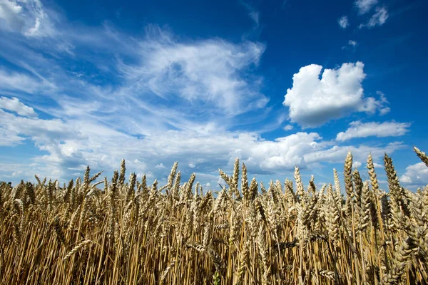 Goldenes Weizenfeld Und Sonniger Tag — Stockfoto