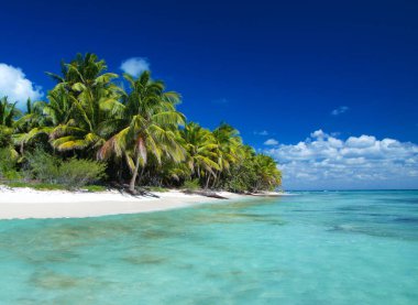 Tropik sahilde palmiye ağaçları