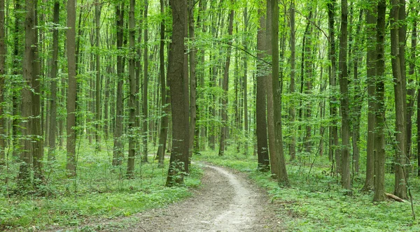 Forest Trees Nature Green Wood Sunlight Backgrounds — Stock Photo, Image