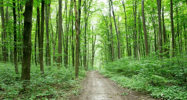 Grüne Waldbäume Natur Grün Holz Sonnenlicht Hintergründe — Stockfoto